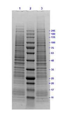 SDS PAGE Results of MOLT-4 Whole Cell Lysate.<br />Lane 1: MOLT-4 Whole Cell Lysate Reduced [10 μg].<br />Lane 2: Opal Prestained Molecular Weight Marker.<br />Lane 3: MOLT-4 Whole Cell Lysate Non-Reduced [10 μg].<br />4 20% Gel, Coomassie Stained.